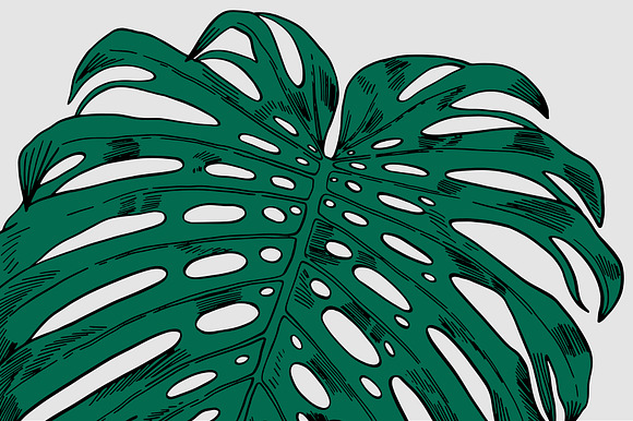 Green MONSTERA Leaves in Illustrations - product preview 2
