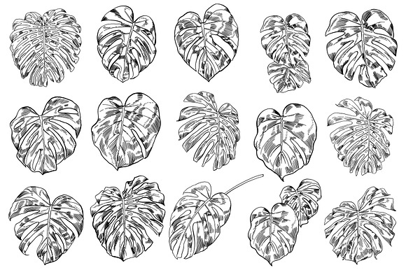 Green MONSTERA Leaves in Illustrations - product preview 3