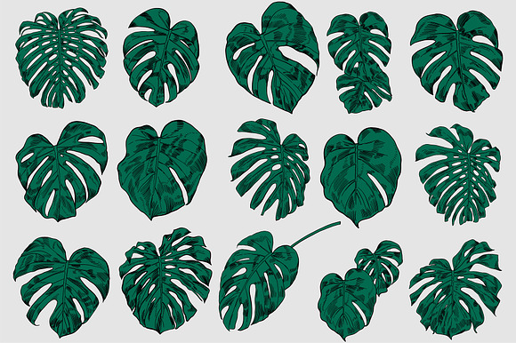 Green MONSTERA Leaves in Illustrations - product preview 7