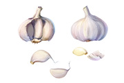 Garlic Pencil Illustration Isolated