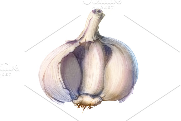Garlic Pencil Illustration Isolated in Illustrations - product preview 1