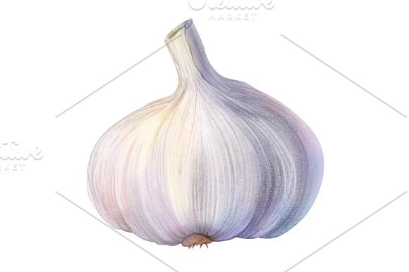 Garlic Pencil Illustration Isolated in Illustrations - product preview 2