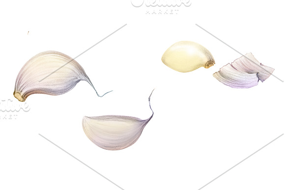Garlic Pencil Illustration Isolated in Illustrations - product preview 3