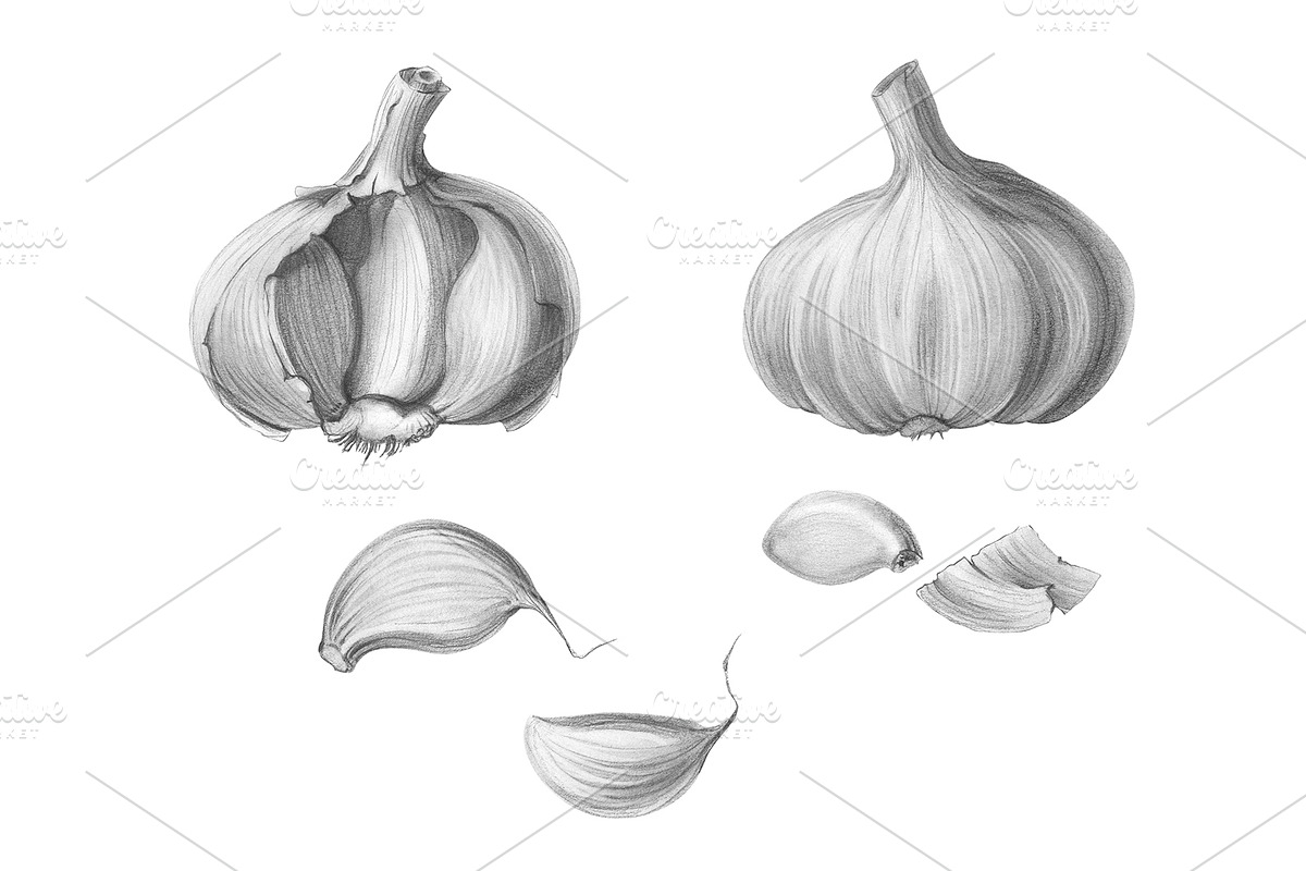 Garlic Pencil Illustration Isolated in Illustrations - product preview 8