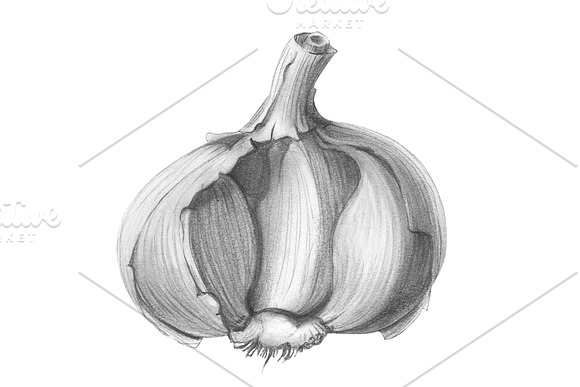 Garlic Pencil Illustration Isolated in Illustrations - product preview 1
