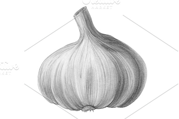 Garlic Pencil Illustration Isolated in Illustrations - product preview 2
