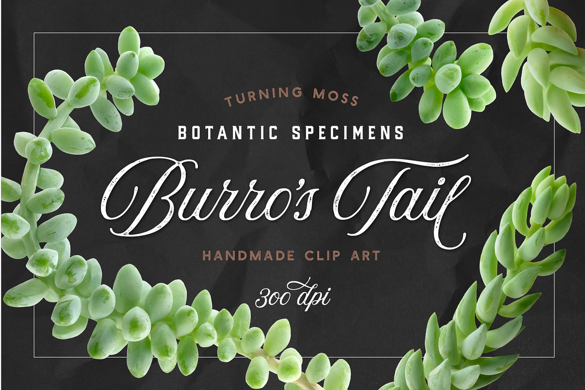 Succulent Burro's Tail Isolated in Objects - product preview 8