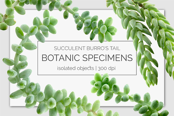 Succulent Burro's Tail Isolated in Objects - product preview 1