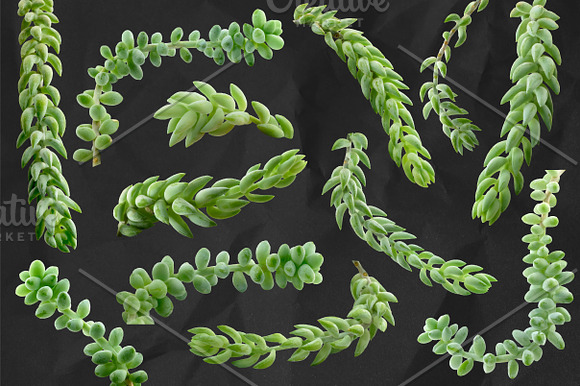 Succulent Burro's Tail Isolated in Objects - product preview 2