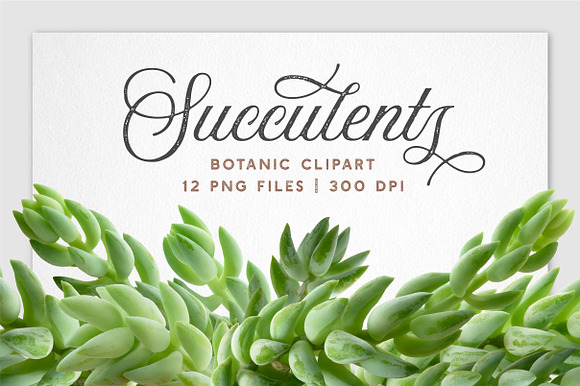 Succulent Burro's Tail Isolated in Objects - product preview 5