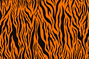 Bright orange tiger skin