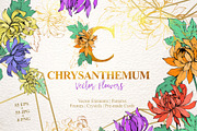 Chrysanthemum Vector Flowers