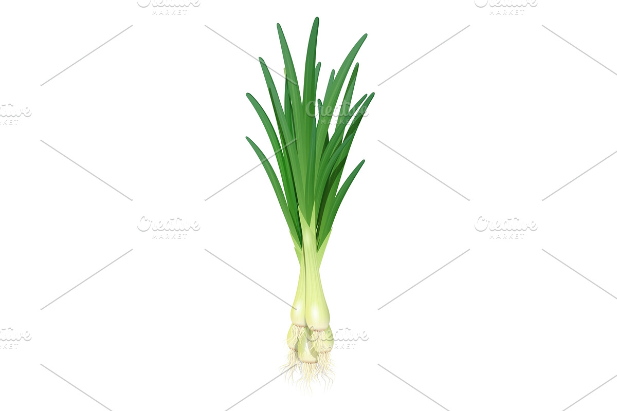 Onion. Ripe green vegetable. Vector. in Illustrations - product preview 8