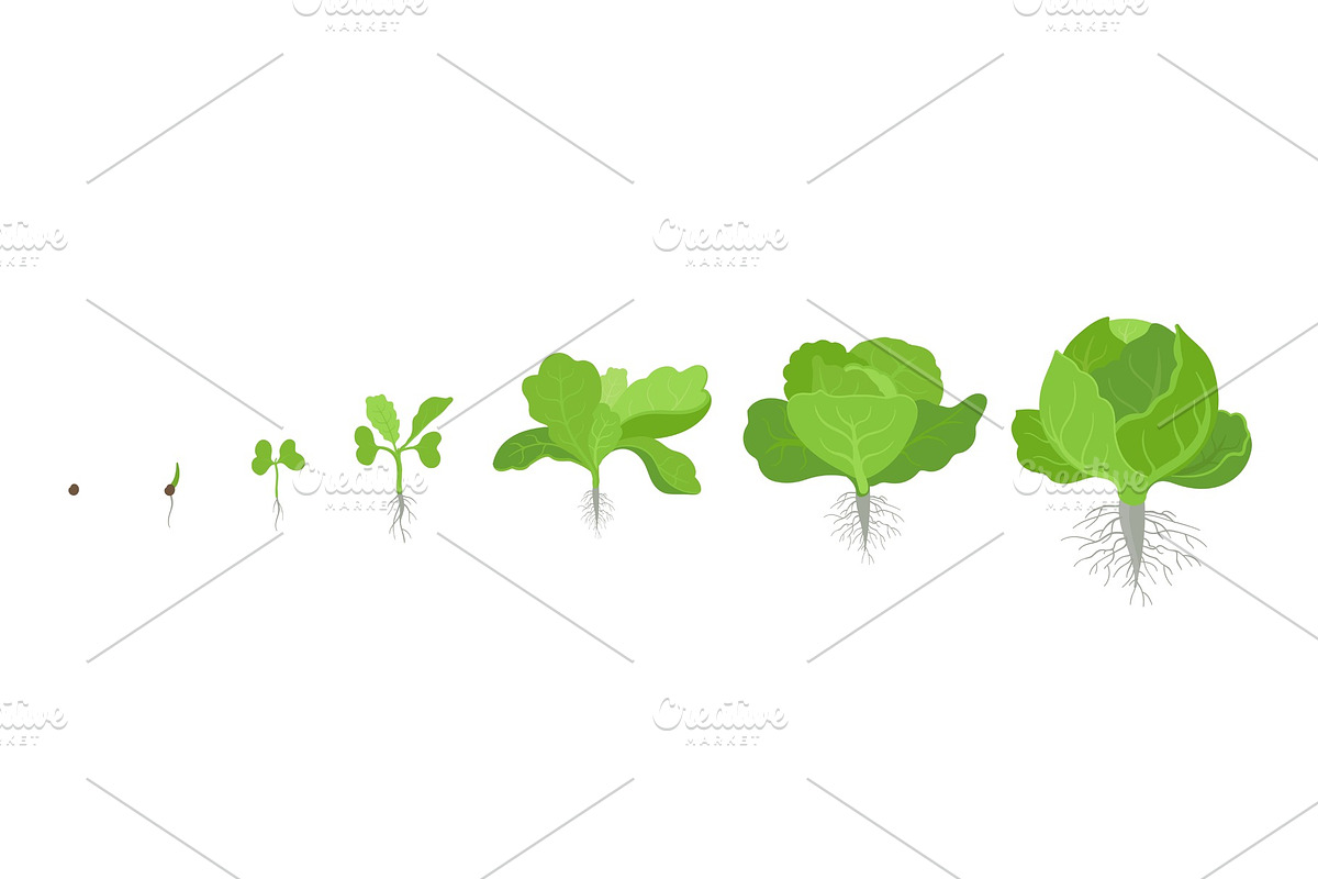 Circular crop stages headed cabbage. in Illustrations - product preview 8