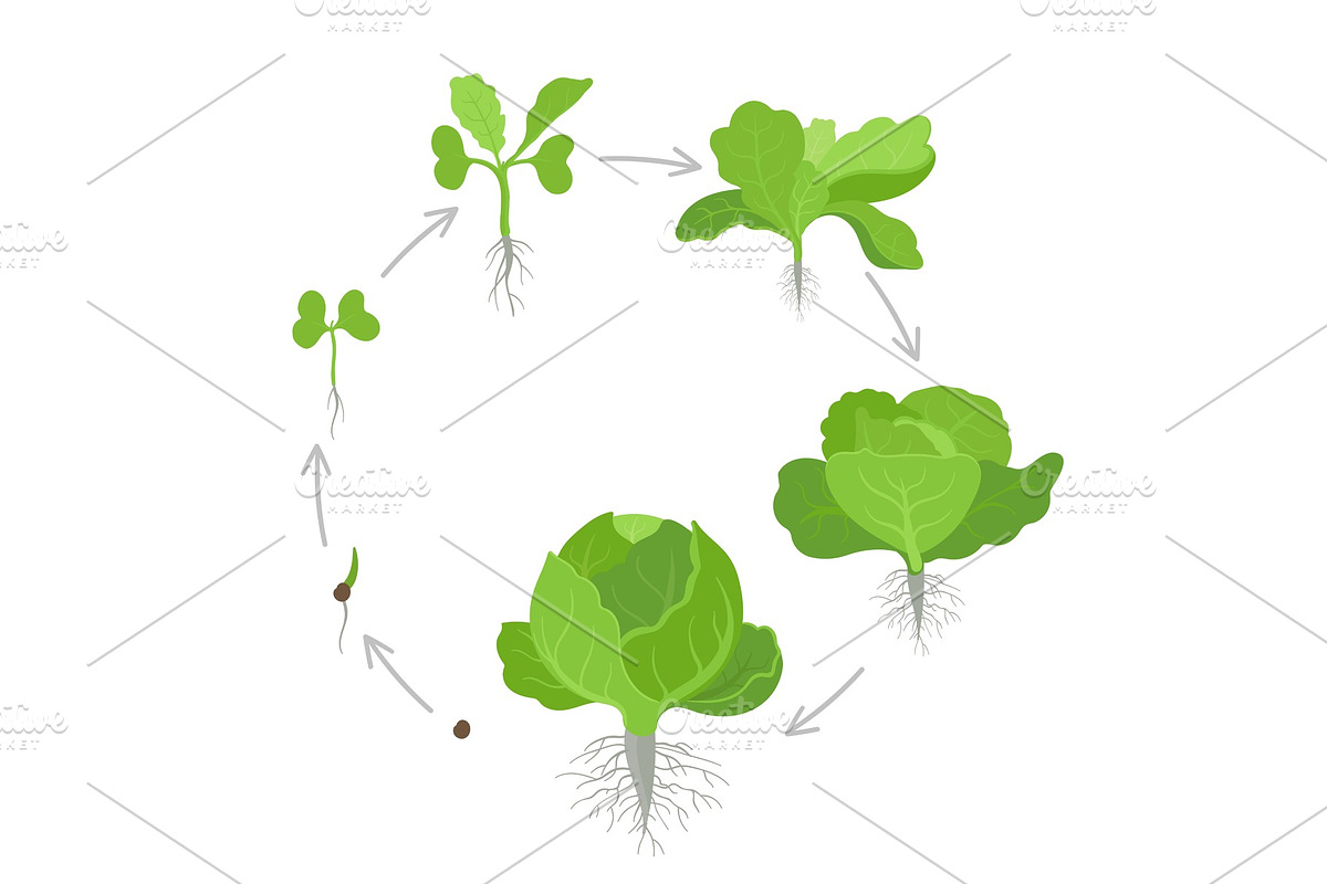 Round crop stages of headed cabbage in Illustrations - product preview 8