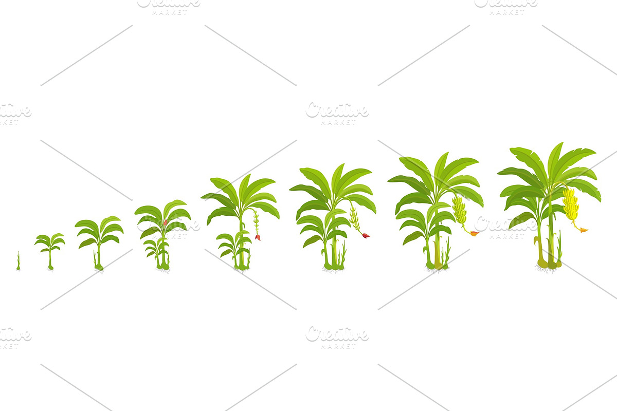 Crop stages for banana tree. in Illustrations - product preview 8