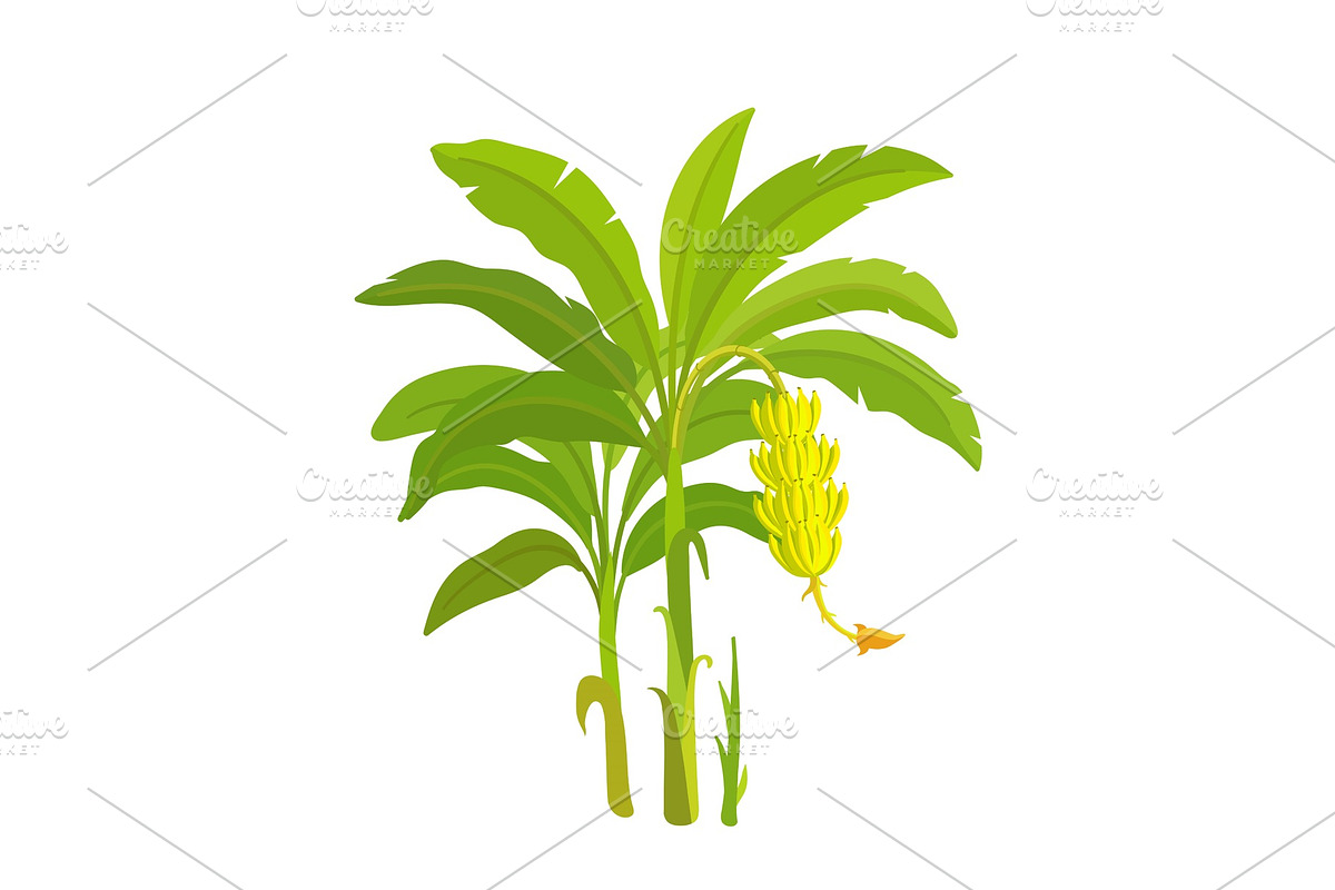 Banana tree. Bananas palm. Vector. in Illustrations - product preview 8