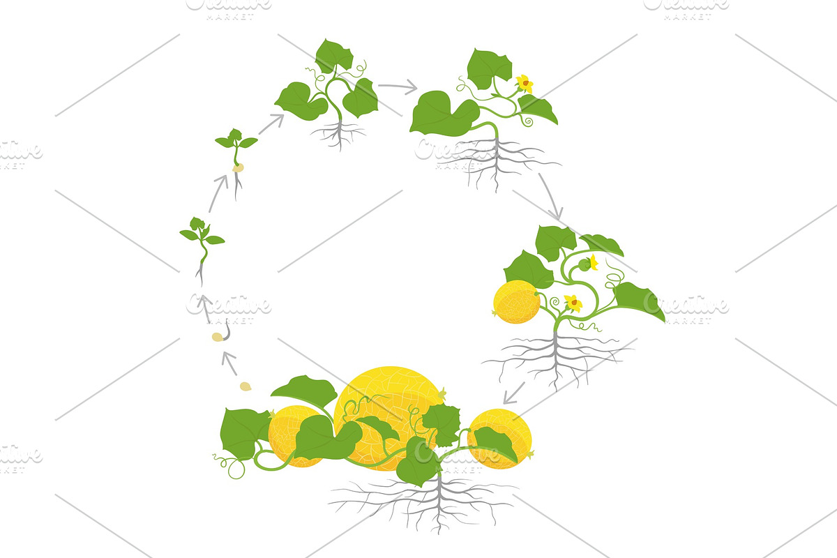 Circular crop of melon plant. Round. in Illustrations - product preview 8