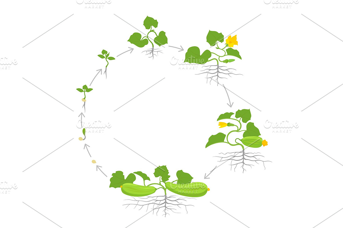 Circular crop of zucchini plant. in Illustrations - product preview 8