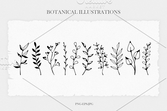 Delicate Botanical Illustrations in Illustrations - product preview 1
