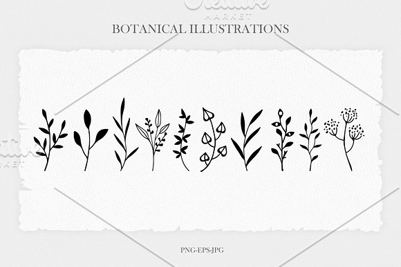 Delicate Botanical Illustrations in Illustrations - product preview 3