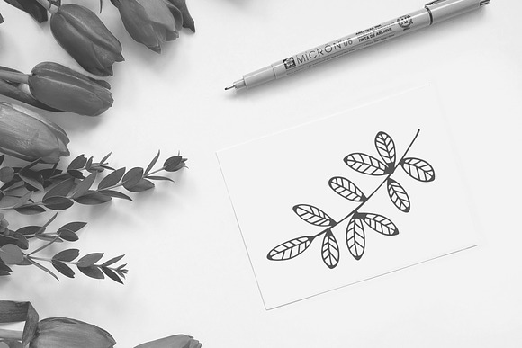 Delicate Botanical Illustrations in Illustrations - product preview 6