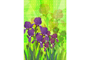 Flowers Iris