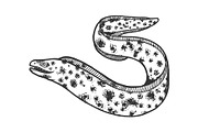 Muraena sea animal sketch vector