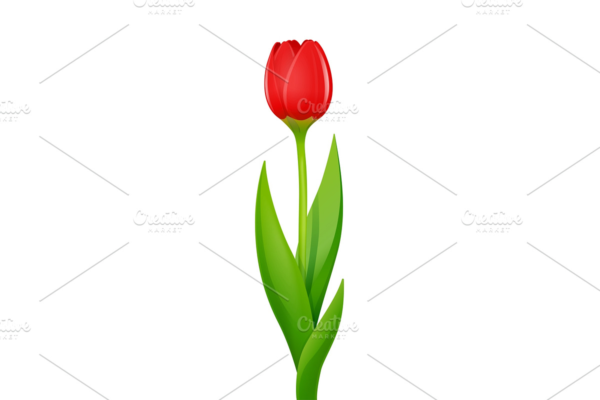 Tulip. Decorative garden flower. in Illustrations - product preview 8