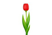 Tulip. Decorative garden flower.