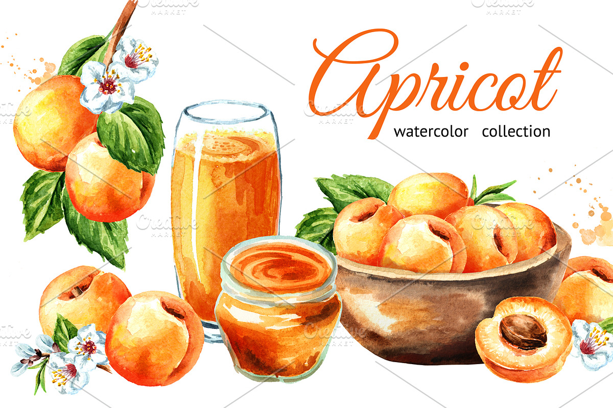 Apricot. Watercolor collection in Illustrations - product preview 8