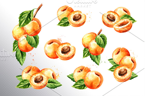 Apricot. Watercolor collection in Illustrations - product preview 1