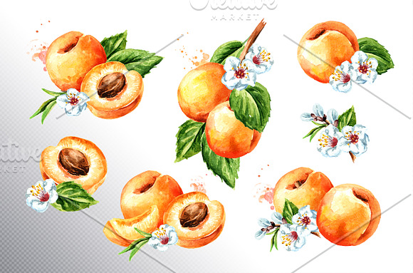 Apricot. Watercolor collection in Illustrations - product preview 2
