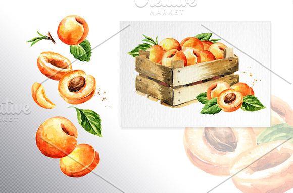 Apricot. Watercolor collection in Illustrations - product preview 3
