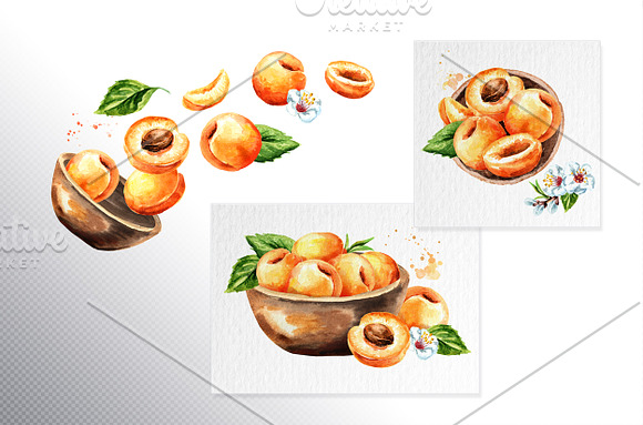 Apricot. Watercolor collection in Illustrations - product preview 4