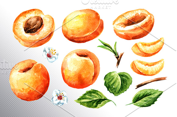 Apricot. Watercolor collection in Illustrations - product preview 7