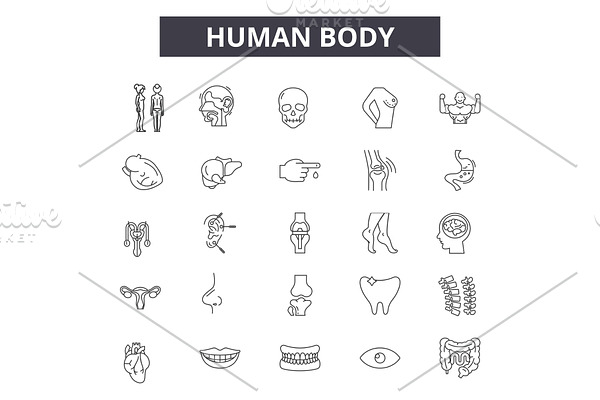 Human body line icons for web and