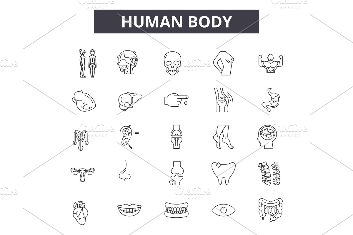 Human body line icons for web and in Illustrations - product preview 8