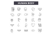 Human body line icons for web and
