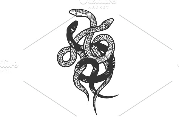 Binded snakes sketch engraving