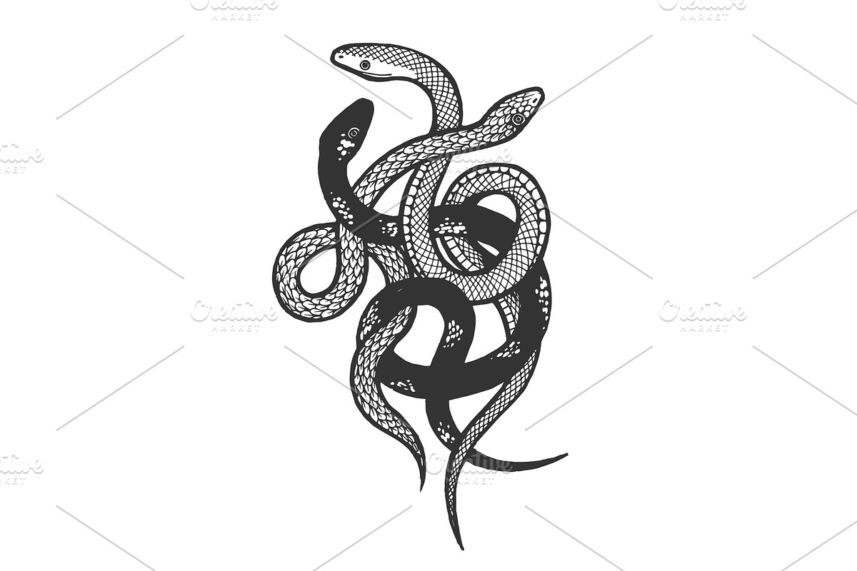 Binded snakes sketch engraving in Objects - product preview 8