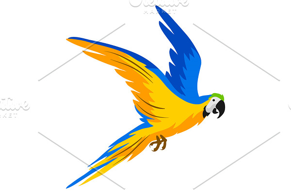 Illustration of macaw parrot