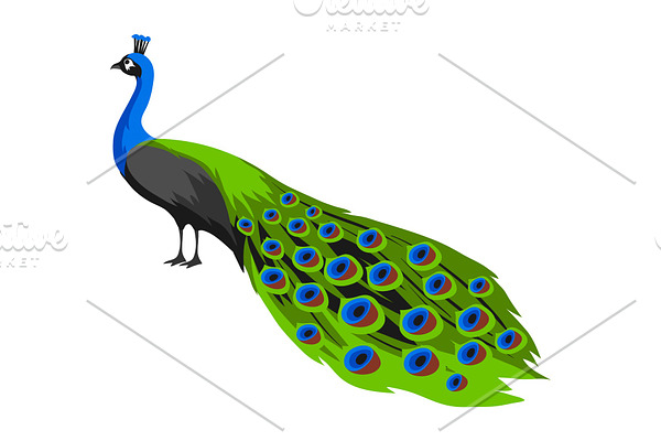 Illustration of peacock. Tropical