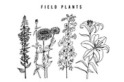Field Flowers with leaves. Set