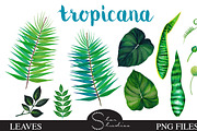 Tropicana Leaves pack