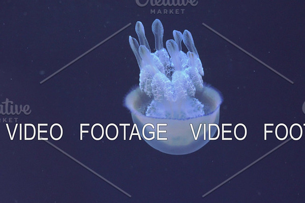 Underwater view of barrel jellyfish