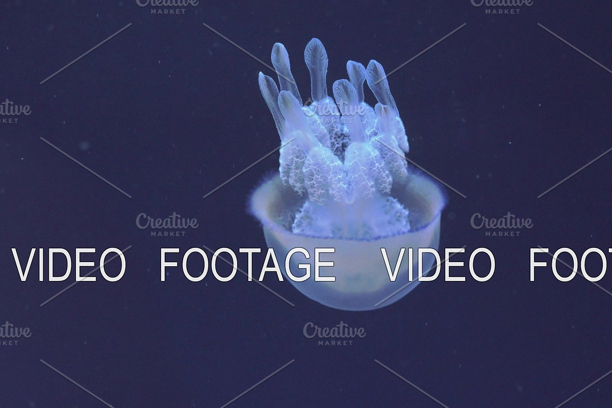 Underwater view of barrel jellyfish in Graphics - product preview 8