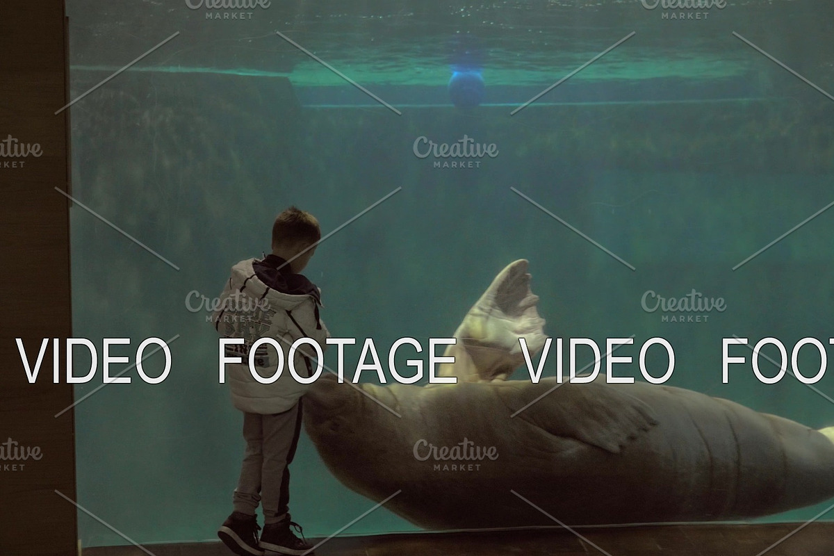 Child watching swimming walrus in in Graphics - product preview 8