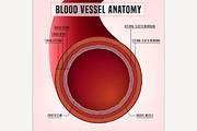 Blood Vessel Anatomy