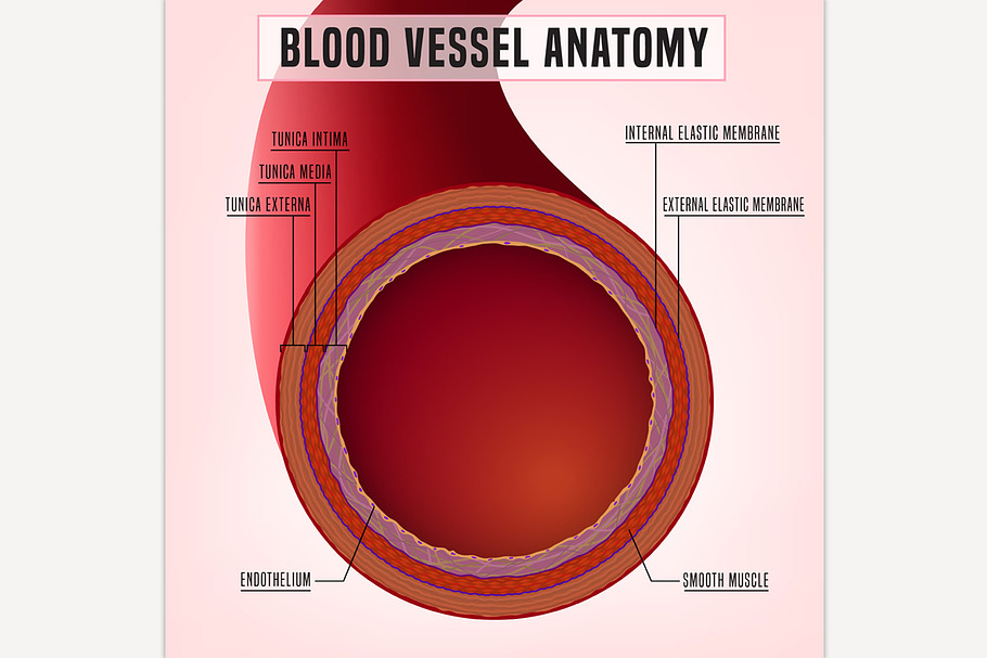 Blood Vessel Anatomy in Illustrations - product preview 8